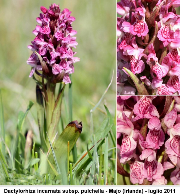 DACTYLORHIZA: immagini di una splendida orchidacea.